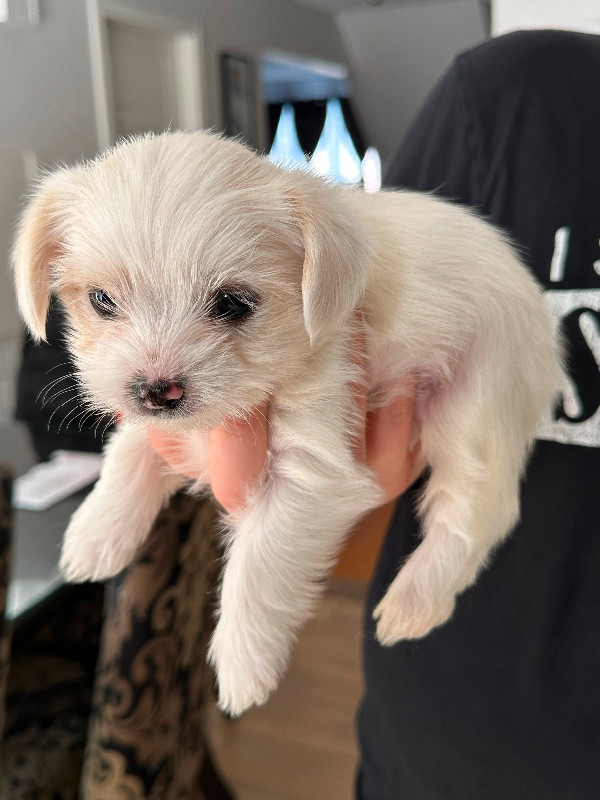 Chiots à vendre/Puppies for sale dans Chiens et chiots à adopter  à Ville de Montréal - Image 3