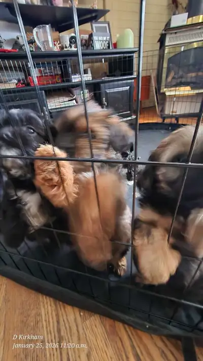 Puppies for rehoming., View more