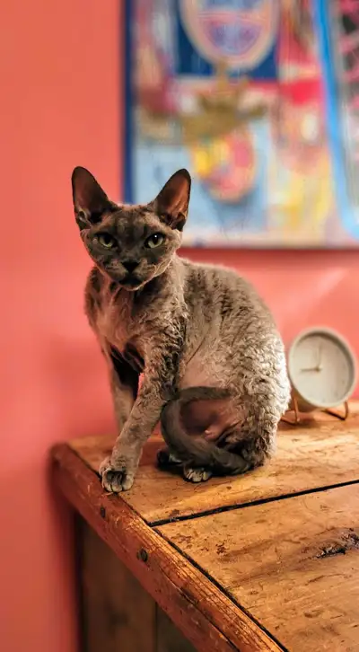Chatte Devon Rex femelle, View more
