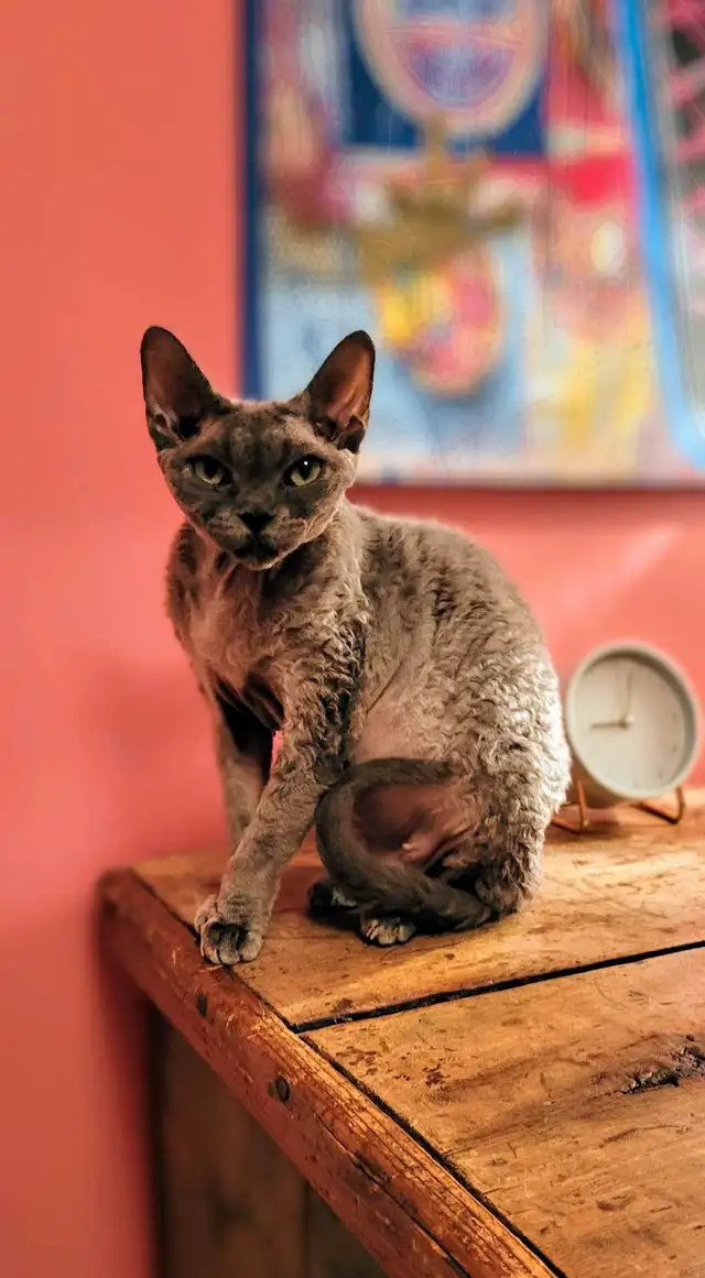 Chatte Devon Rex femelle in Cats & Kittens for Rehoming in Laval / North Shore - Image 2