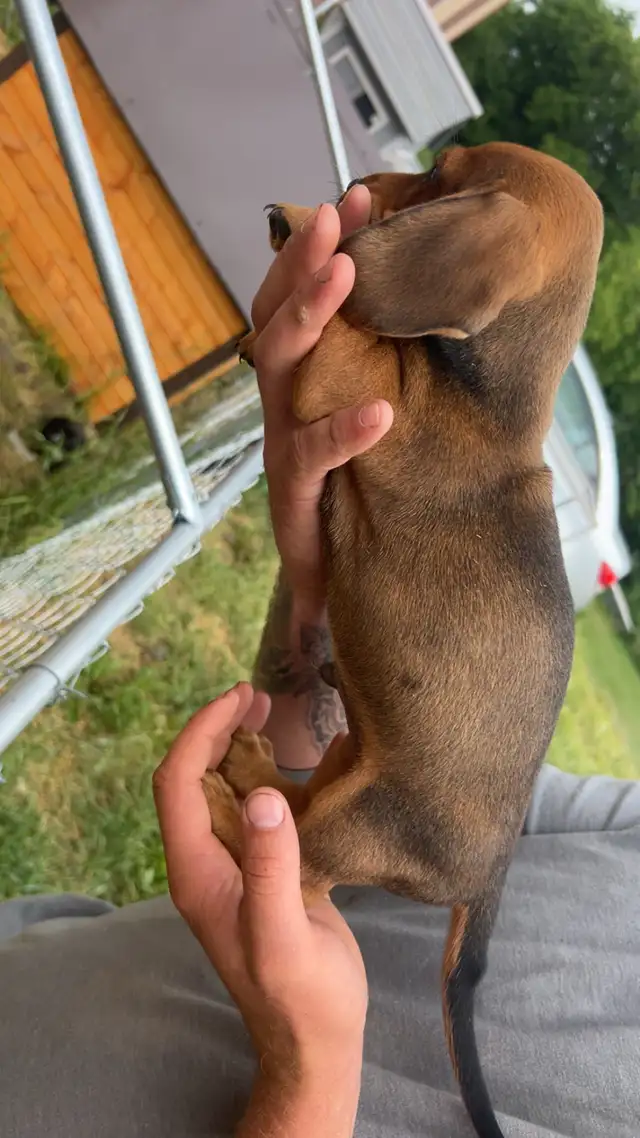 Miniature Dachshund male in Dogs & Puppies for Rehoming in Winnipeg - Image 3