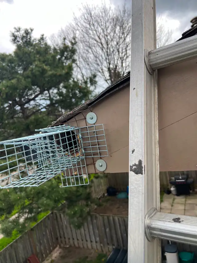 AAA Affordable Wildlife Control in Mississauga in Other in Mississauga / Peel Region - Image 9