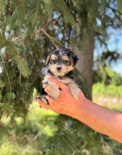 Morkie puppies available, View more