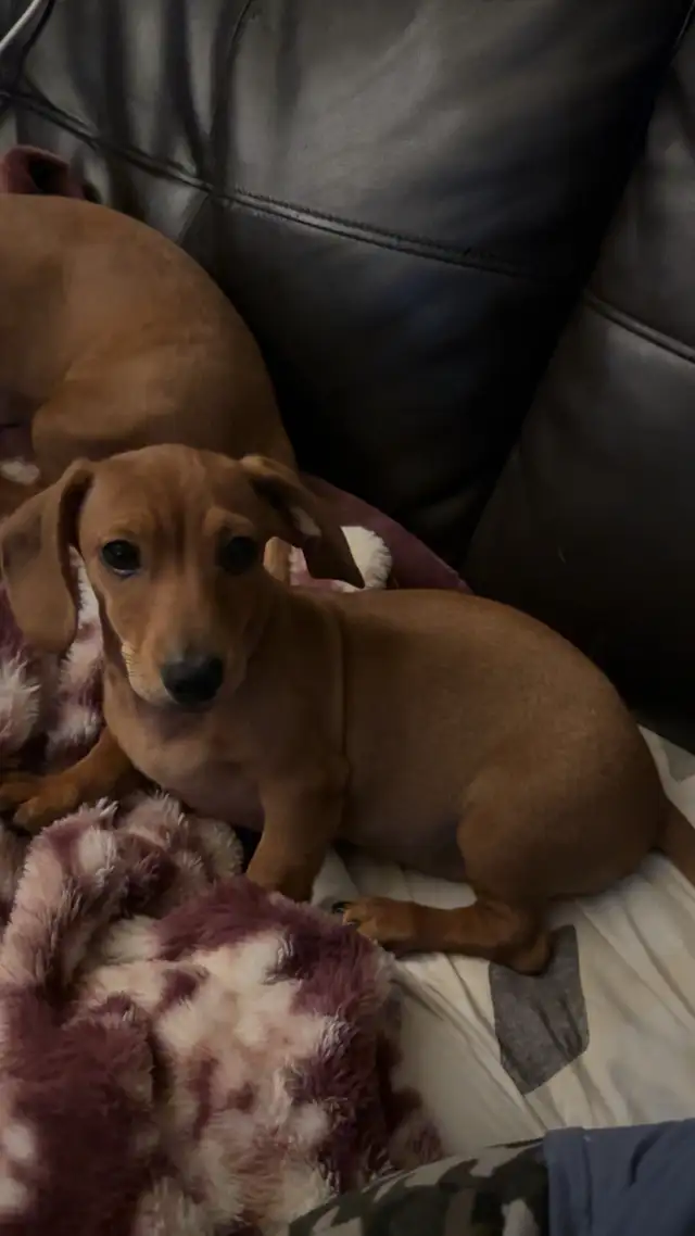 chi-weenie puppies!! Only 2 left! in Dogs & Puppies for Rehoming in Strathcona County - Image 3
