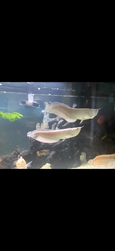 Albino Arowana, View more