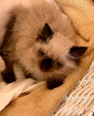 CHATON HIMALAYEN ( à vendre ), View more