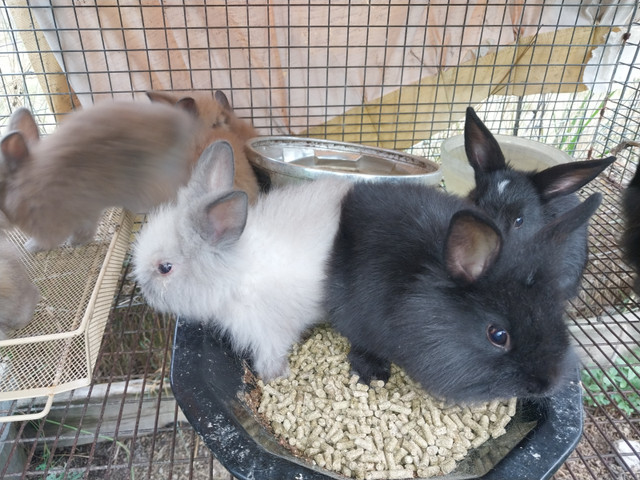Closing the barn 10 dwarf and lionhead rabbit in Small Animals for Rehoming in Hamilton - Image 4