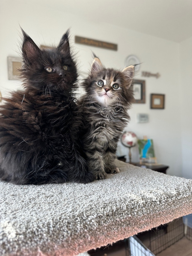 European Maine coon kittens purebred  in Cats & Kittens for Rehoming in Delta/Surrey/Langley - Image 2