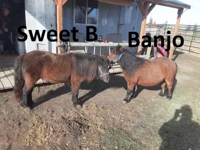 Miniature Horses for Sale, View more