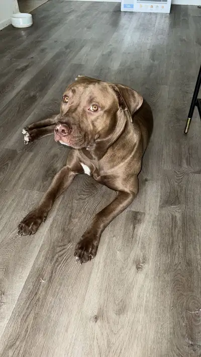 Rehome for one year old puppy, View more