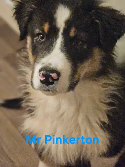 Australian Shepherd Puppy, View more