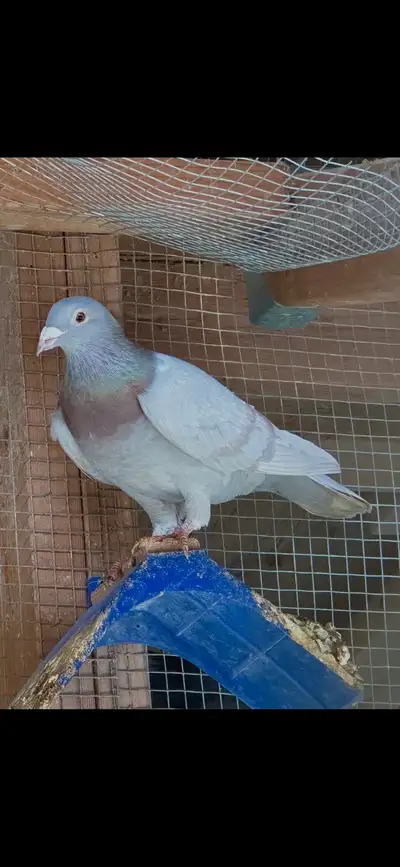 pigeon racing , View more