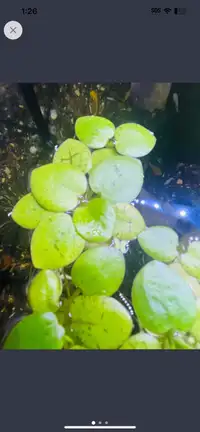 floating aquatic plants blockbuster aquarium per serving 5 $