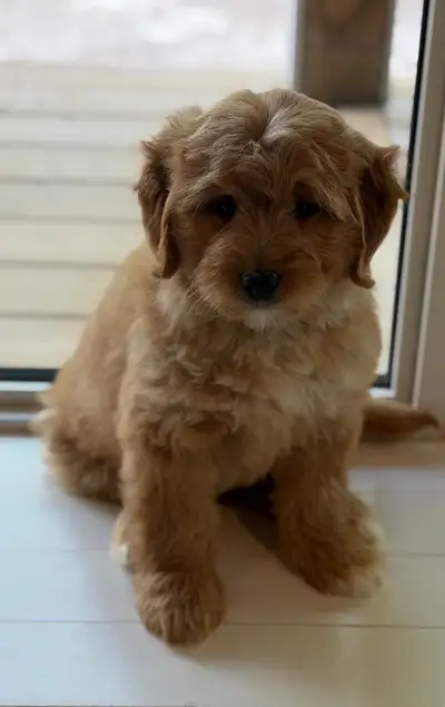 Golden  Doodles, View more