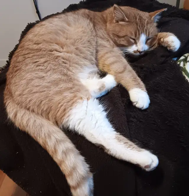 Lost orange cat found in Redwater in Lost & Found in Edmonton - Image 2