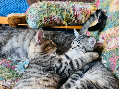 2Kittens for Rehoming, View more
