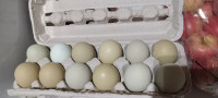 Oeufs feconde Marans,polonais et olive egger