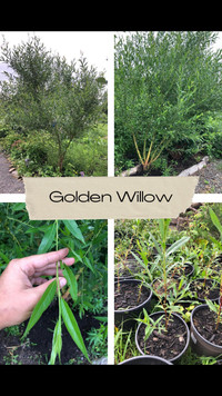 Golden willow trees 
