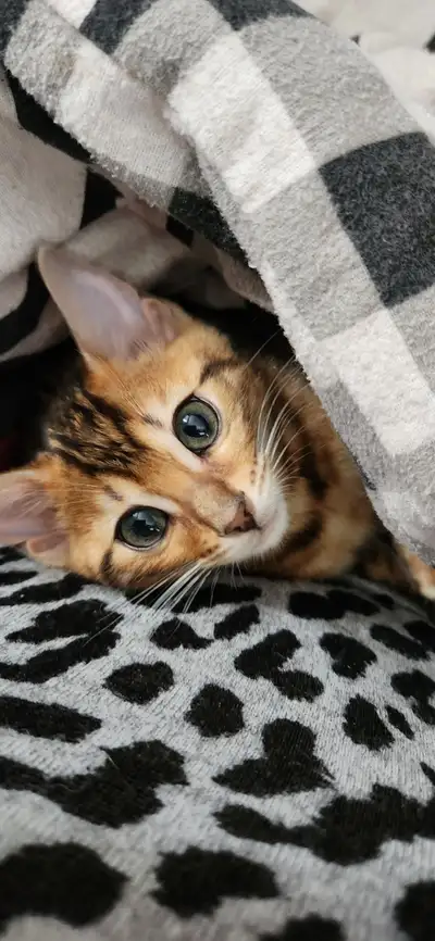 5month old female bengal. LOVES PEOPLE! AND SNUGGLES., View more