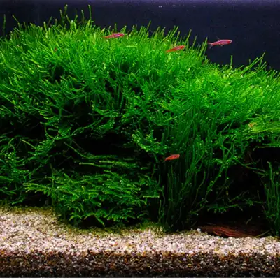 Taiwan moss, View more