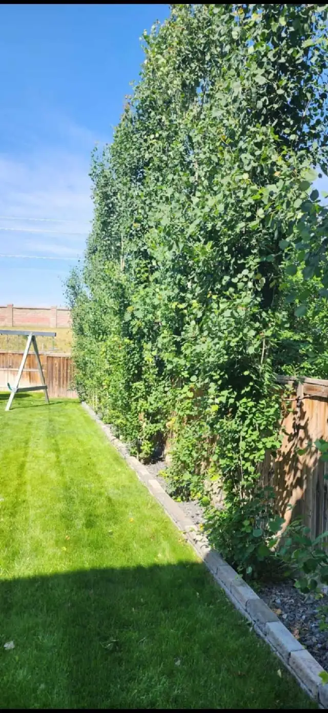 Mckanzie townr House/room for rent in Room Rentals & Roommates in Calgary - Image 7