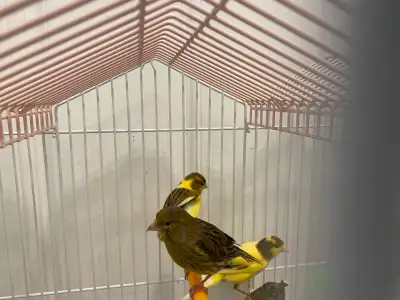 They are very healthy and beautiful. They love to sing and play and really enjoy eating fruits and v...