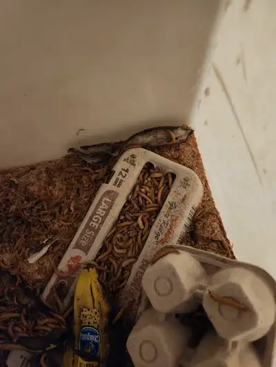 mealworms live feeders per 100, View more