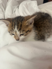 Kitten needs a home 