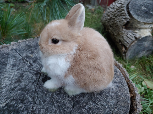 EXTRAORDINARY NETHERLAND DWARF AND LIONHEAD BABY BUNNY RABBITS in Small Animals for Rehoming in Charlottetown