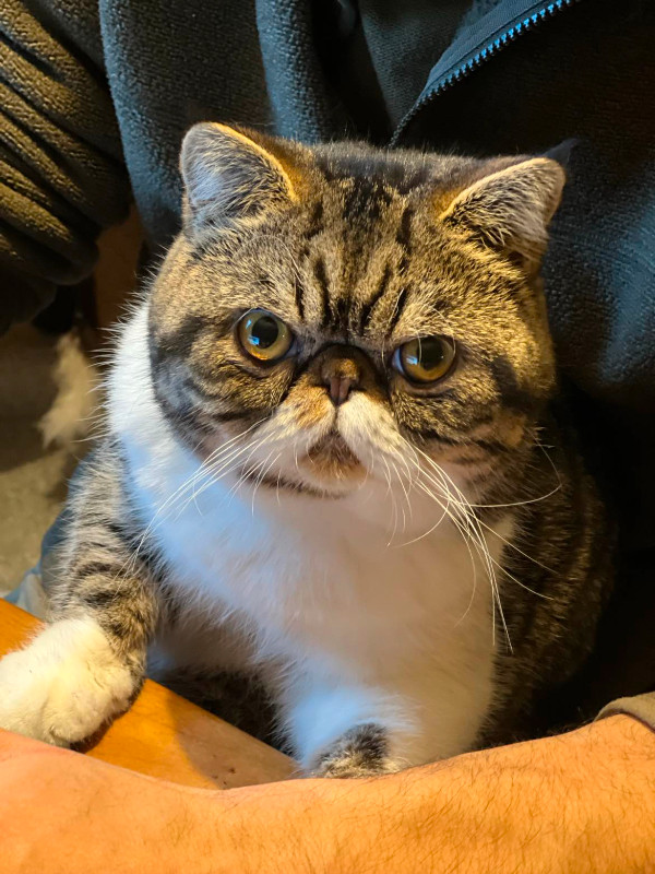 1 year old Purebred Exotic Shorthair male in Cats & Kittens for Rehoming in Victoria - Image 2