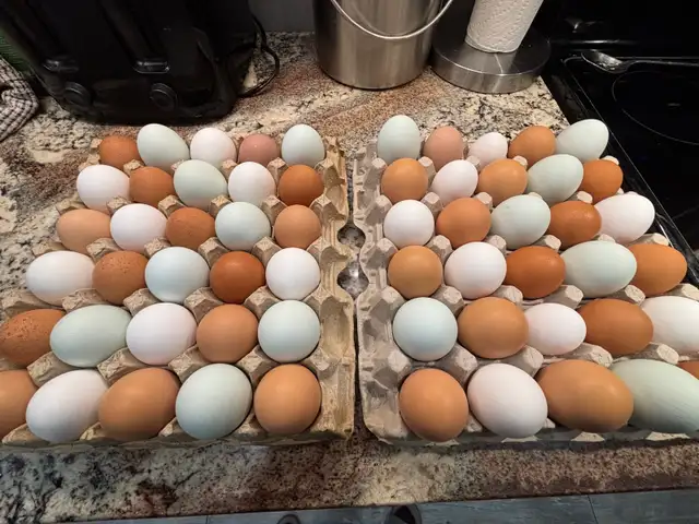 Farm Fresh Eggs (IN STOCK) in Livestock in St. Catharines - Image 11