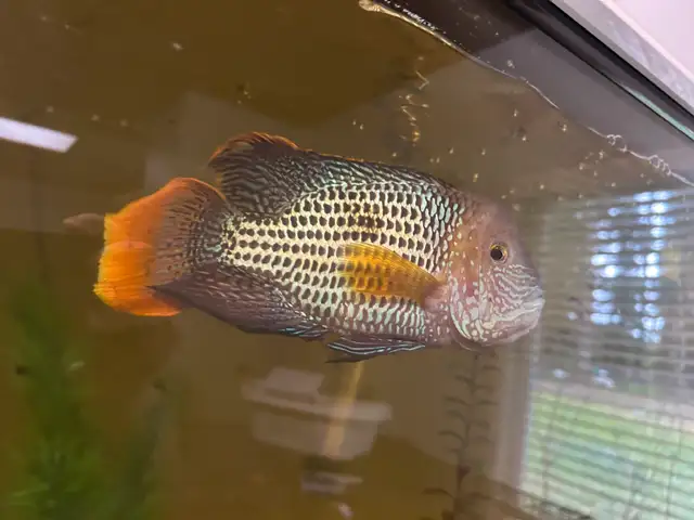 Unsexed Green Terror in Fish for Rehoming in Delta/Surrey/Langley - Image 6