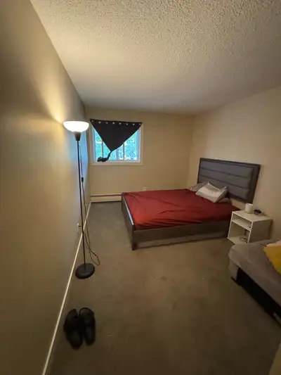 Roommate Needed