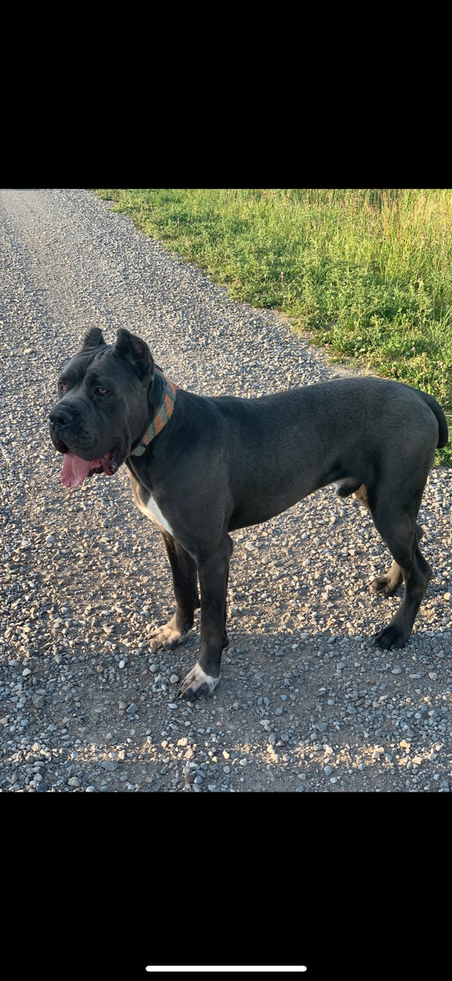 CANE CORSO in Dogs & Puppies for Rehoming in Calgary - Image 3