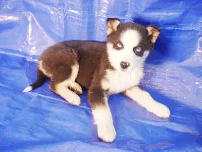 HUSKY SIBÉRIEN CHIOTS À VENDRE SIBERIAN HUSKY PUPPY FOR SALE, View more