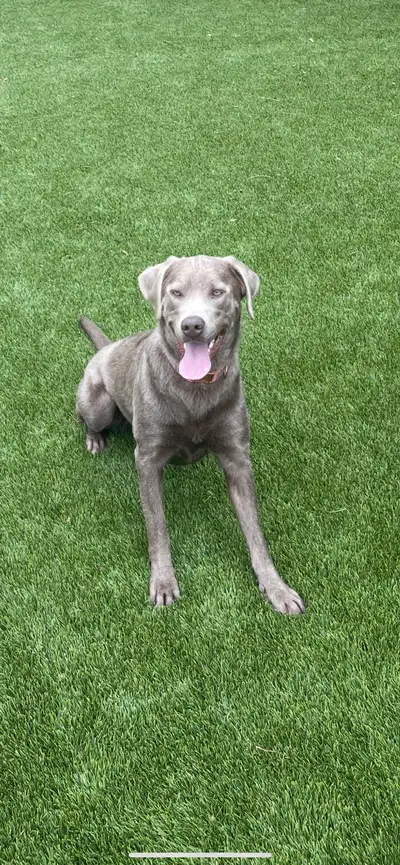 16 month Female Spayed Silver Lab for rehoming, View more