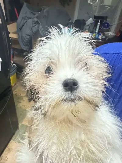 Purebred Shih Tzu’s for sale, View more