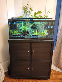 20 gallon long aquarium fish tank