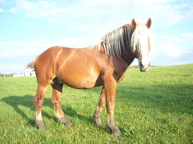 BELGIAN STUD LOOKING FOR NEW PASTURE in Horses & Ponies for Rehoming in Edmonton - Image 3