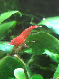 Red Cherry Shrimp and young Albino Plecostomus