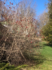 Highbush Cranberry , trumpet vine plants, raspberry 