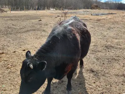 Black angus Cow ready to be butchered. Can be sold as one piece,1/2 or 1/4. Pasture raised. Can be b...