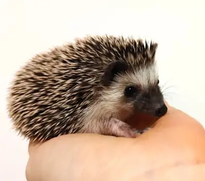 ♥Introducing Clara! Baby girl hedgehog ready to adopt, View more