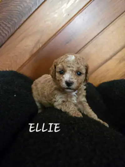 Toy poodle puppies, View more