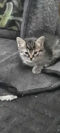 Kittens need a new home