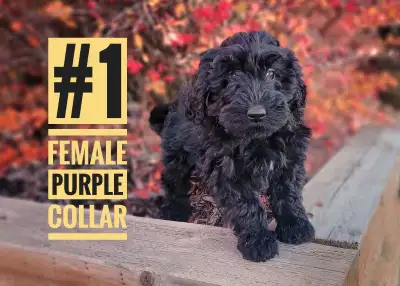 Annie’s pups are 12 weeks old and ready for their forever homes They have had first and second set o...