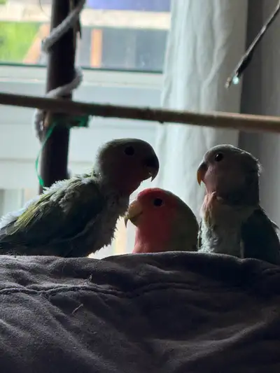 baby love bird ready Aug 9, View more