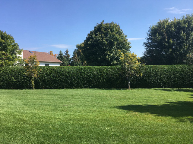 Cedar hedge/yard and garden care in Other in Peterborough - Image 2