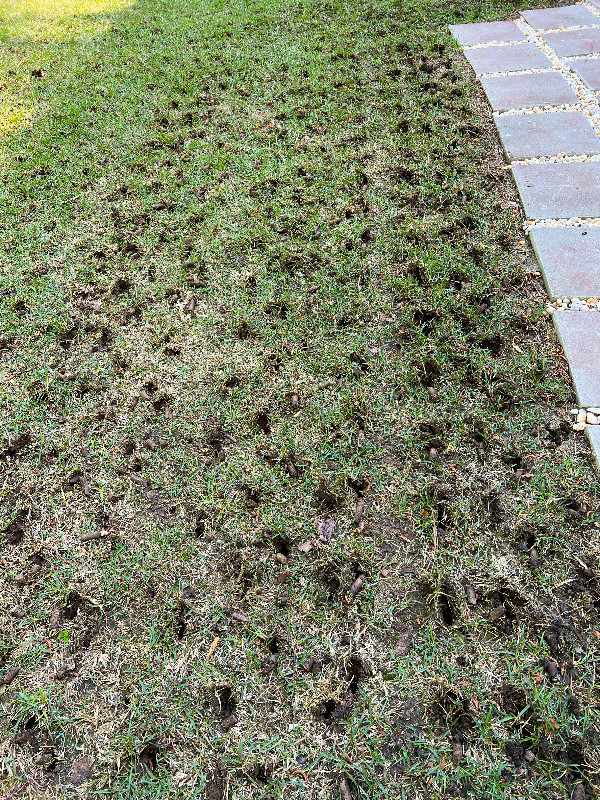 Professional Aeration Services in Calgary! in Lawn, Tree Maintenance & Eavestrough in Calgary - Image 3