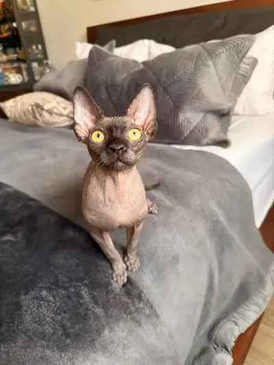 Chaton SPHYNX, View more